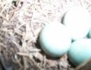 Iss26 Black bird eggs