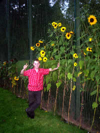 Aaron Sunflower Iss26