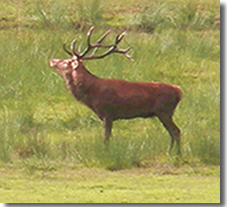 Stag