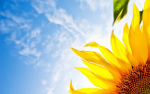 Sunflower-blue-Sky