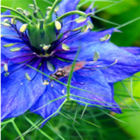 bug On Blue Flower