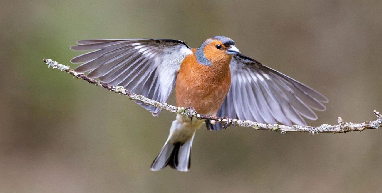 chaffinch bto 2019 b10 edmund fellowes 1552 2 original