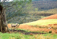 margam park