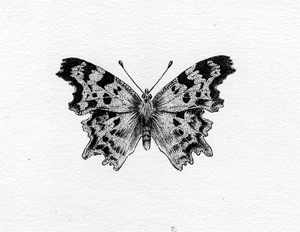 Comma butterfly pencil drawing by Dave. F