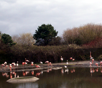 pink birds at wet landsBy: AndyH